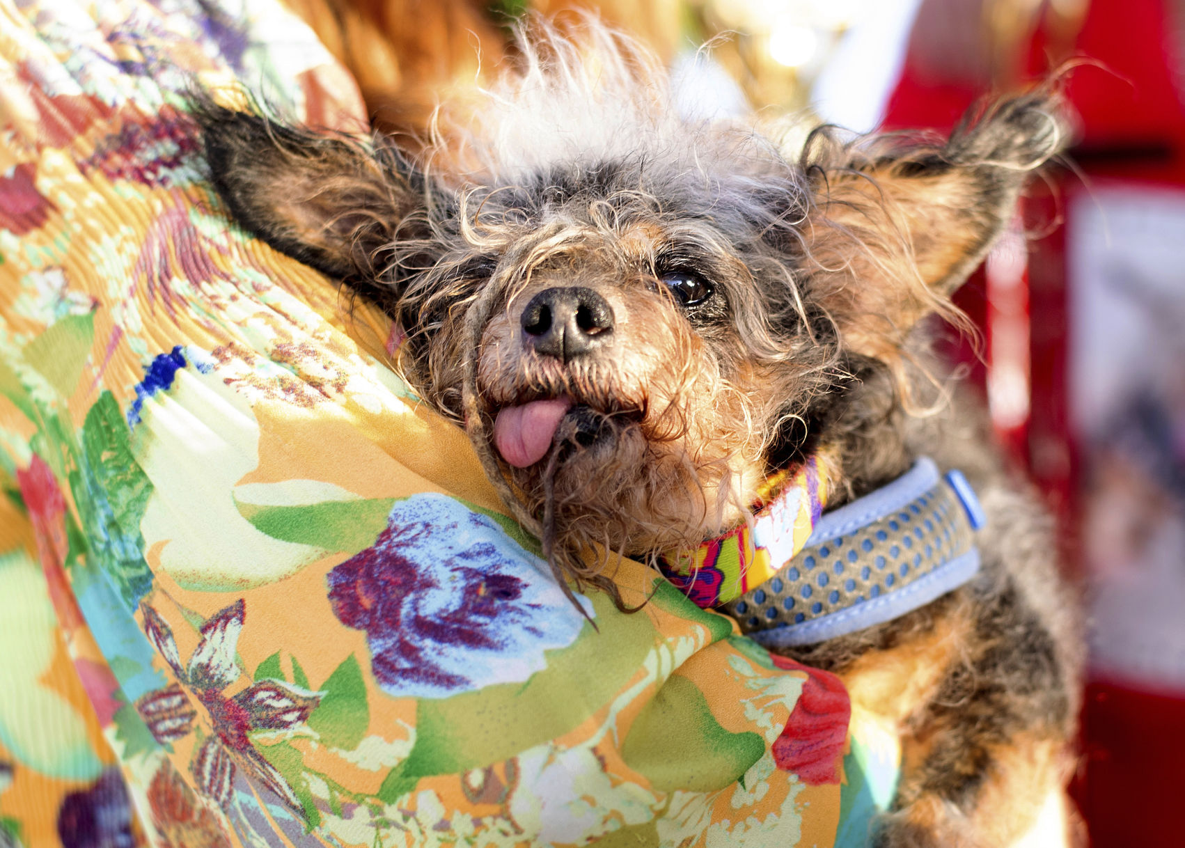 2019 winner: Scamp the Tramp